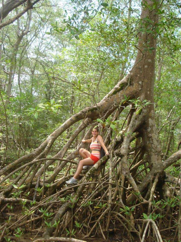 Tangled in the mangrove trees in Nosara