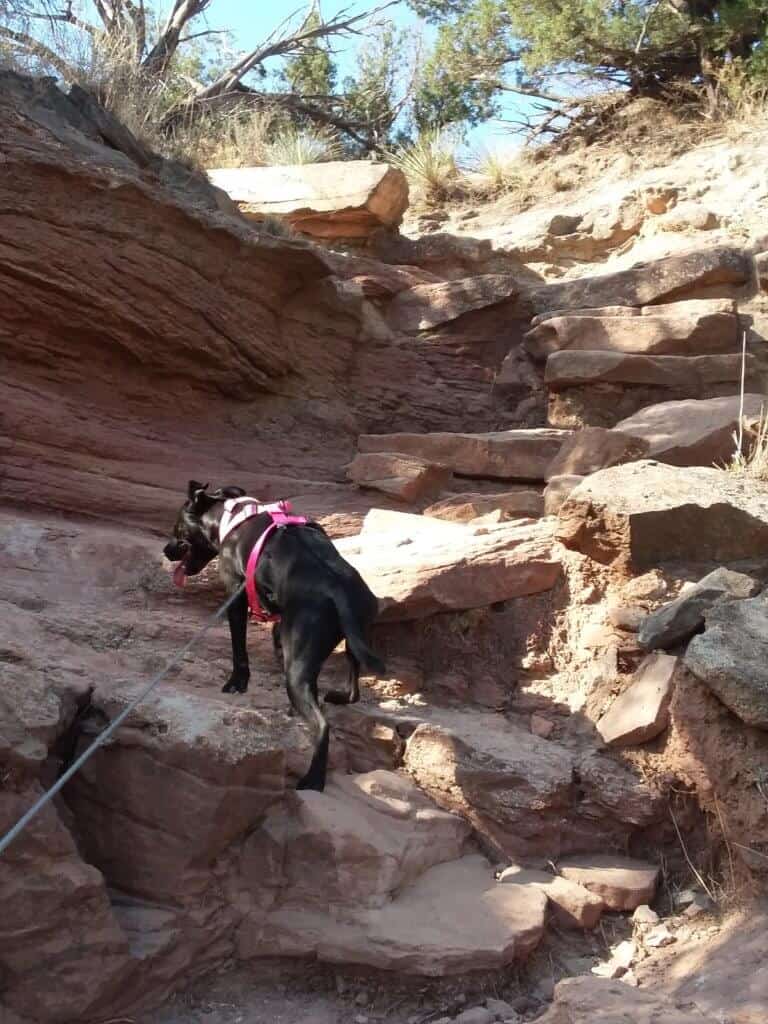 Middy pup traversing the bouldering route up to the Lighthouse on the Lighthouse Trail
