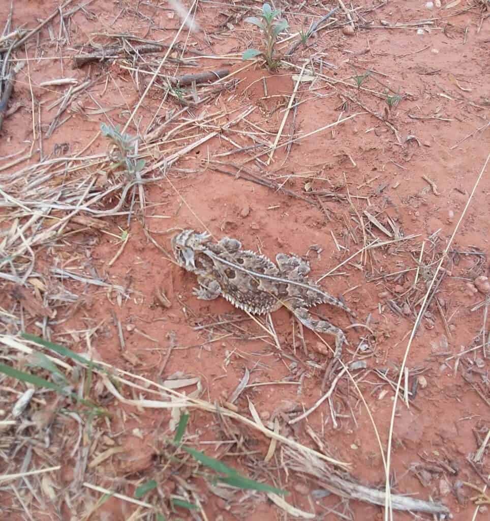 Young horned toad
