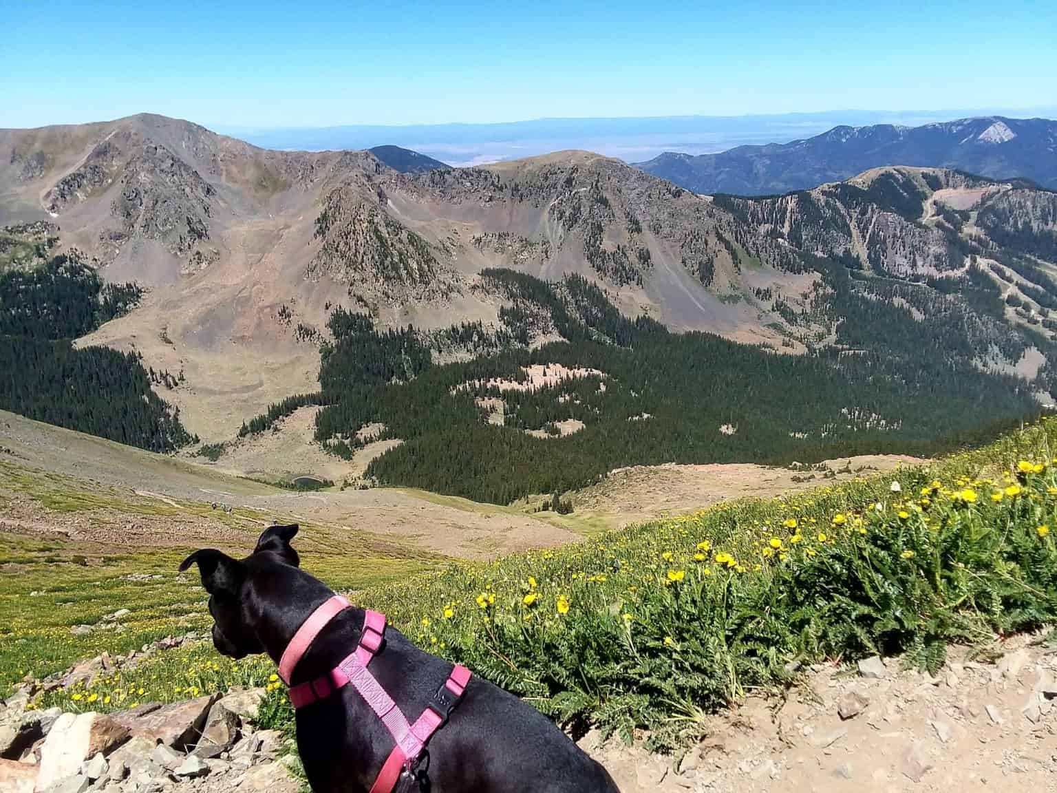 Guide to the Wheeler Peak Hike Highest Point in New Mexico