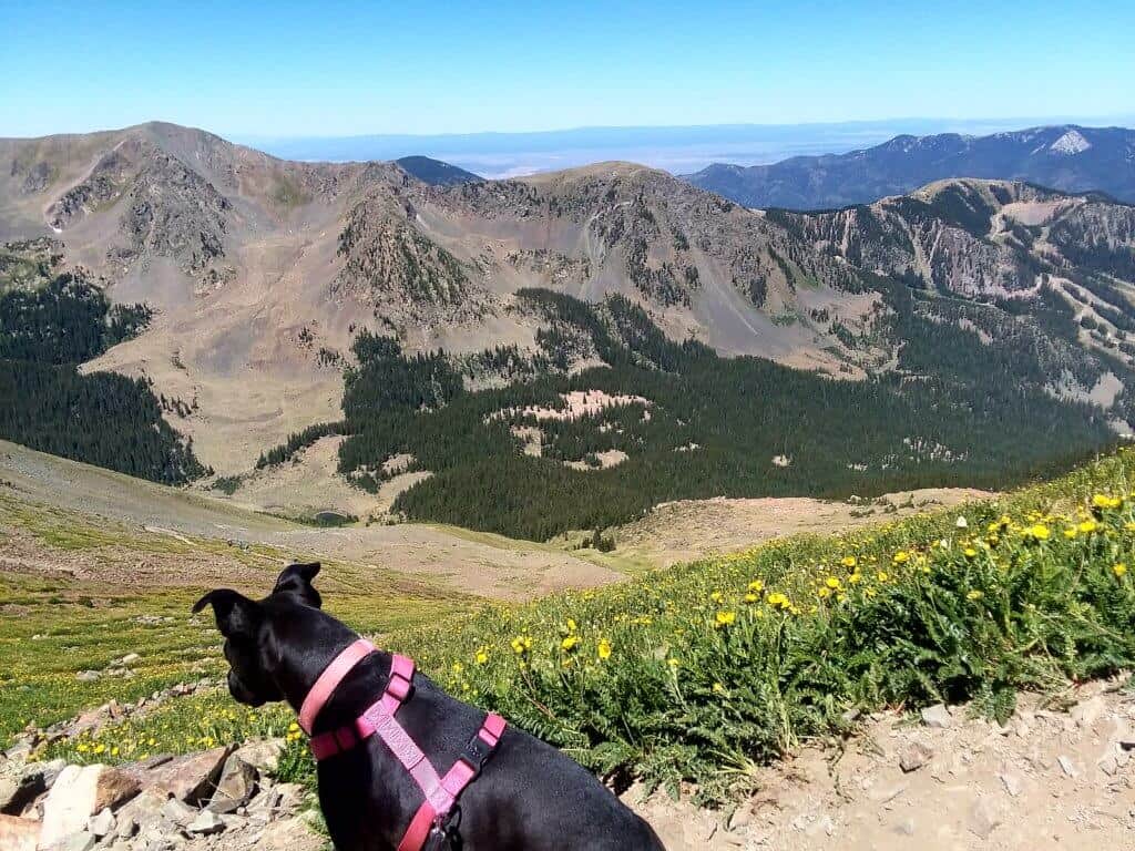 Above the treeline of one of the best hiking trails near Taos