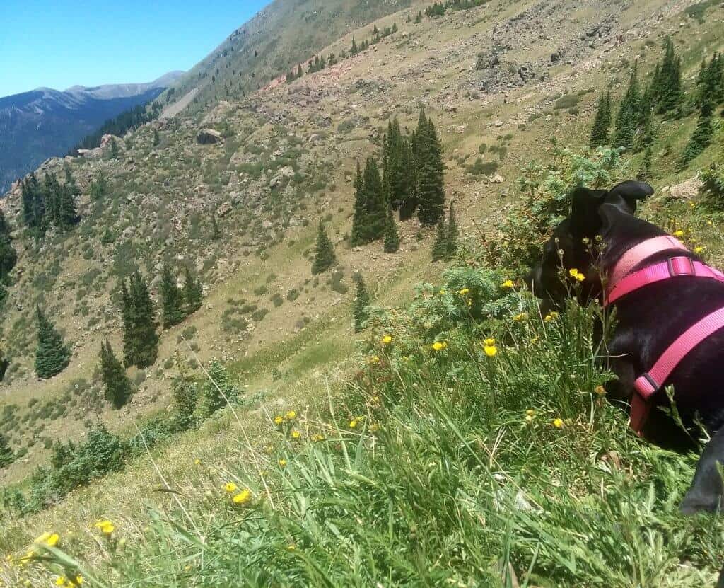 Stop and smell the flowers along the Wheeler Peak trek