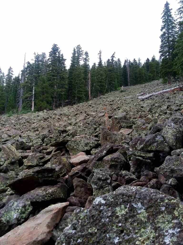 Evidence of past avalanches now covered in moss on the Humphrey's Peak hike