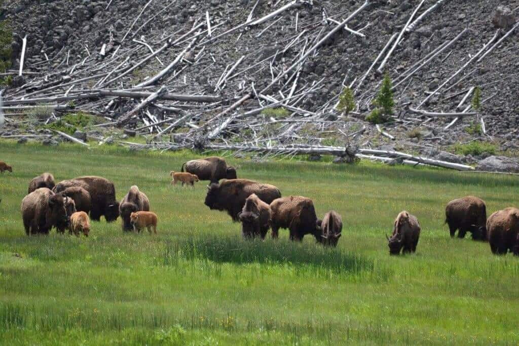 See bison on your 1 day Yellowstone itinerary