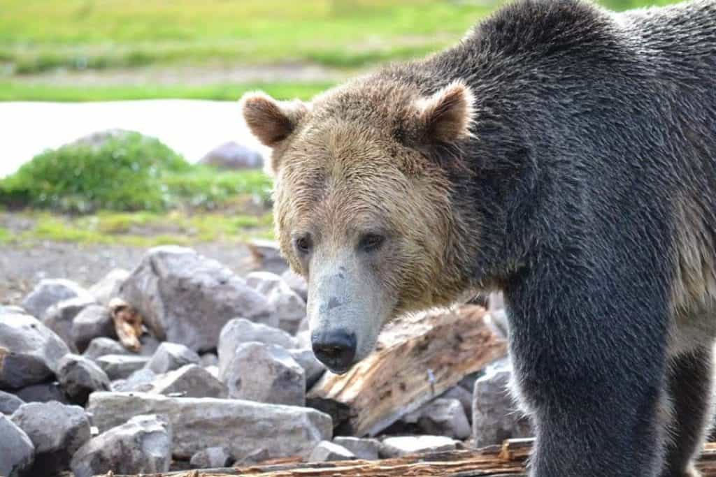 Grizzly and Wolf Discovery Center in West Yellowstone