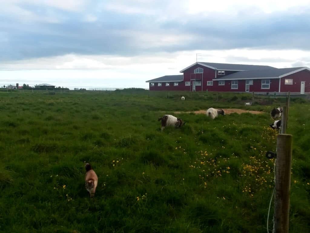Farm stay in Iceland