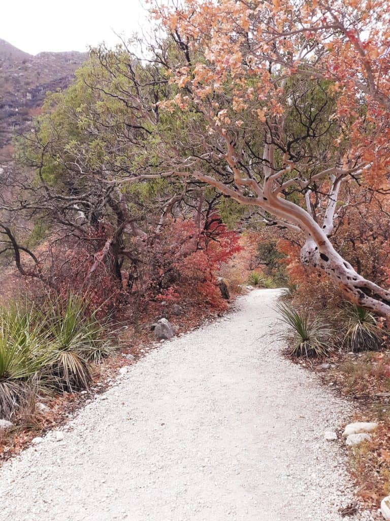 An out and back trail in Guadalupe Mountains National Park