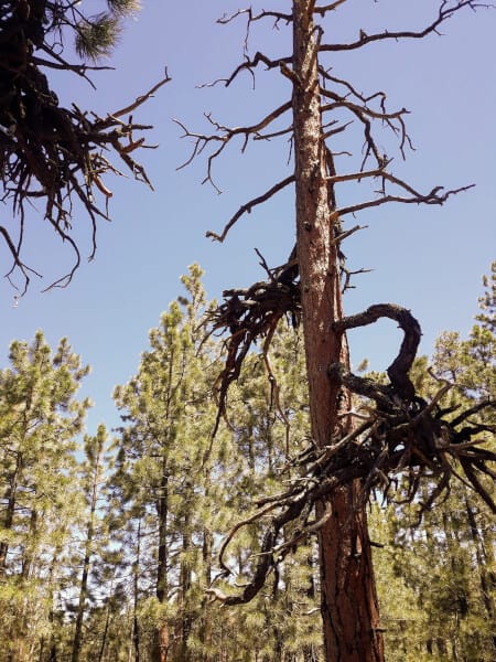 Gnarled evidence of forest fires on the Widforss Trail