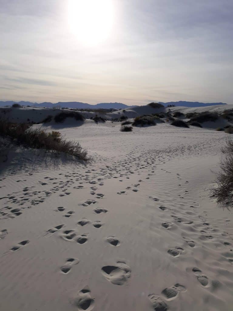 The trailhead of the Dune Life Nature Trail in White Sands