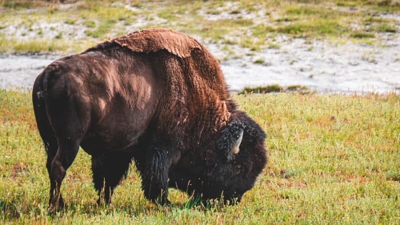 Bison in Texas at Caprock Canyon State Park