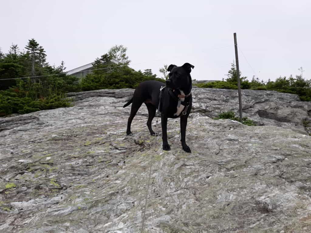 The summit of Mount Mansfield can even be enjoyed by pups!