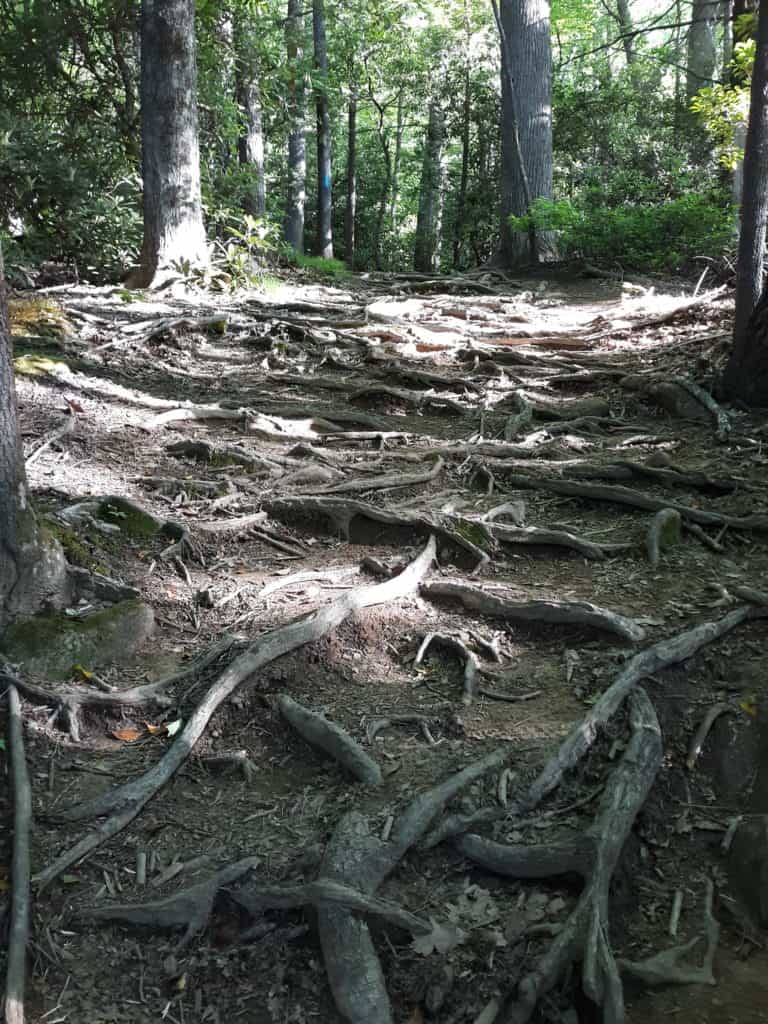 An example of the terrain found while climbing Mount Mitchell