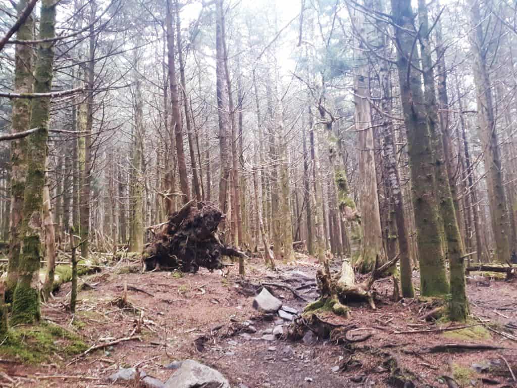 The forest surrounding the summit of Mt. Rogers Virginia