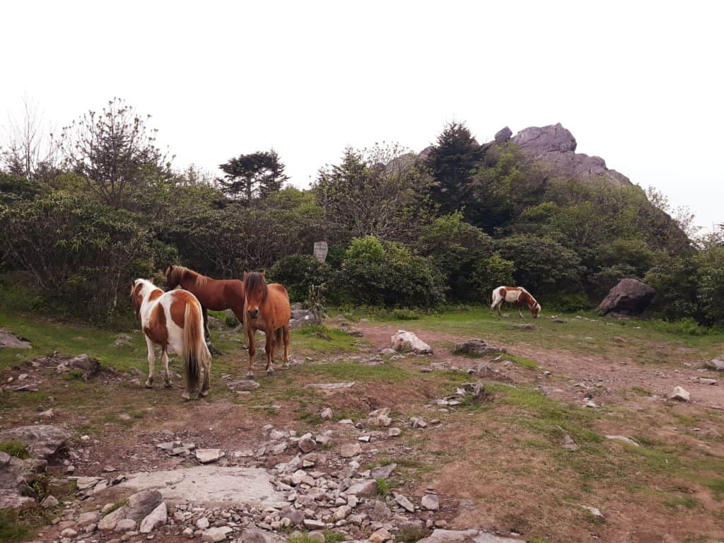 Wild ponies on the Appalachian Trail