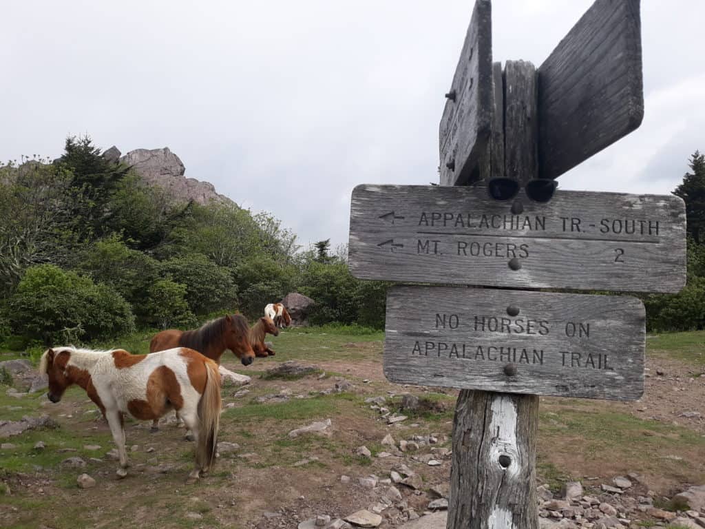 The wild ponies of Grayson Highlands
