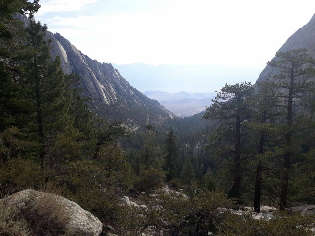 The trees of the first 3 miles of the Mt. Whitney Trail