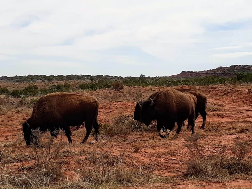Members of the bison herd at Caprock Canyons State Park