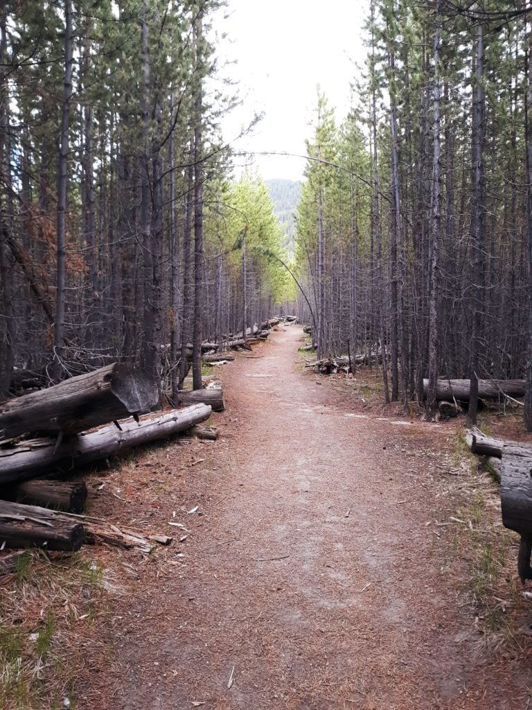 The Harlequin Lake Trail in Yellowstone National Park