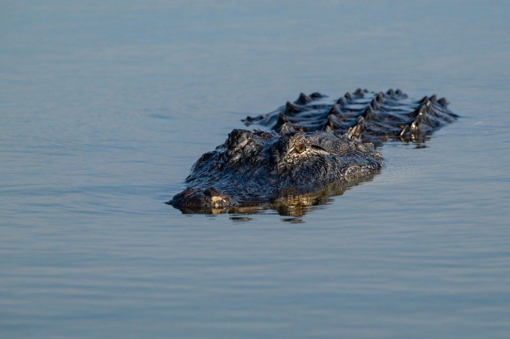 Alligators at Brazos Bend State Park