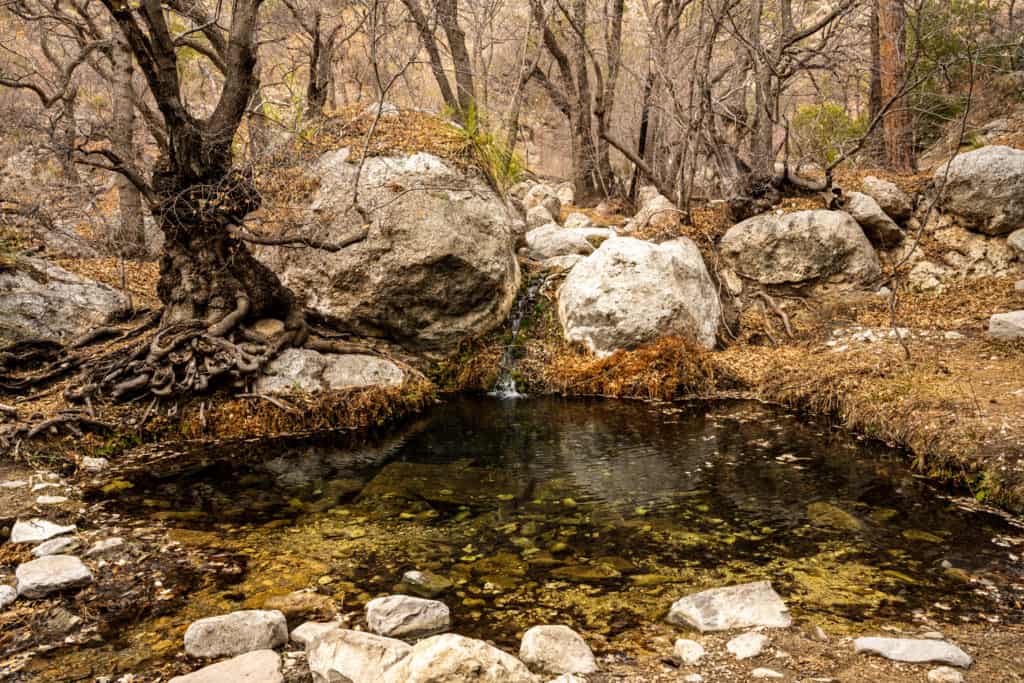 Smith Spring and Manzanita Spring Loop Trail in Guadalupe Mountains National Park