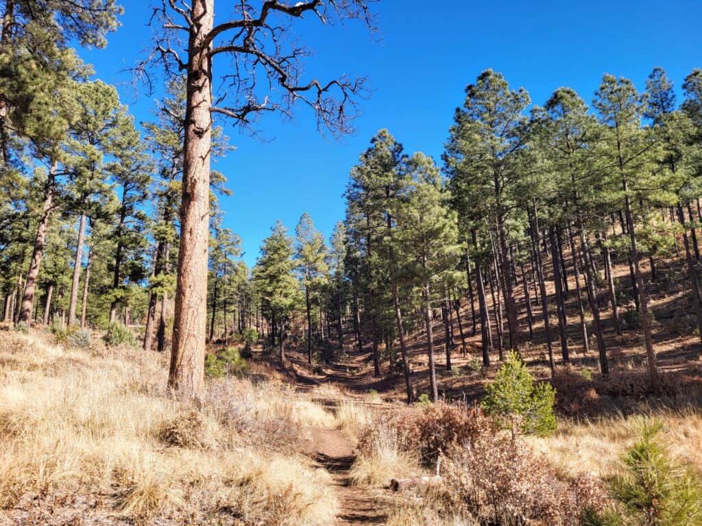 Cedar Creek Recreation Area is some of the best hiking in Ruidoso NM