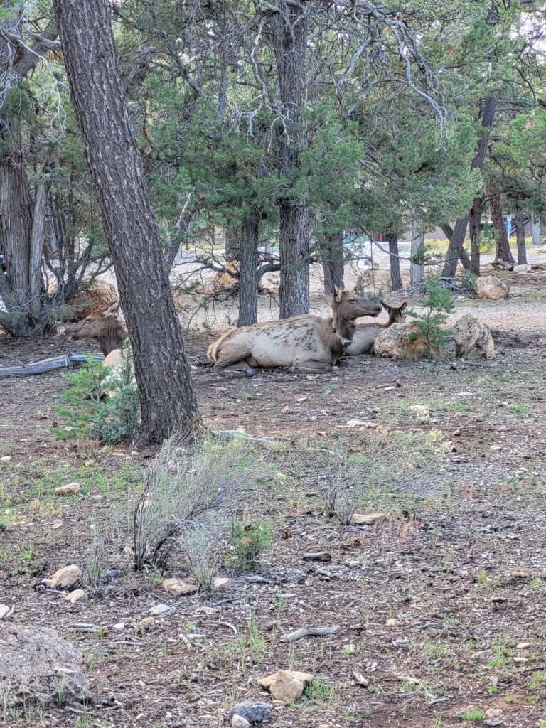 Watch for wildlife on mountain summits for safety
